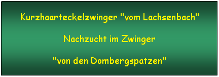 Textfeld: Kurzhaarteckelzwinger "vom Lachsenbach"
Nachzucht im Zwinger
"von den Dombergspatzen"
