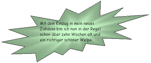 Explosion 2: Mit dem Einzug in mein neues Zuhause bin ich nun in der Regel schon ber zehn Wochen alt und ein richtiger schner Welpe.
 
