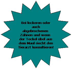 Stern mit 16 Zacken: Bei lockeren oder auch abgebrochenen  Zhnen und wenn  der Teckel bel aus dem Maul riecht den Tierarzt konsultieren!
