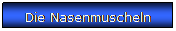 Textfeld: Die Nasenmuscheln