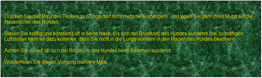 Textfeld: Drcken Sie das Maul des Teckels zu (Zunge darf nicht mehr heraushngen)  und legen Sie dann Ihren Mund auf die Nasenlcher des Hundes 
Blasen Sie krftig und konstant Luft in seine Nase, bis sich der Brustkorb des Hundes ausdehnt (bei zu krftigen Luftsten kann es dazu kommen, dass Sie nicht in die Lunge sondern in den Magen des Hundes beatmen).
Achten Sie darauf ob sich der Brustkorb des Hundes beim Beatmen ausdehnt.
Wiederholen Sie diesen Vorgang mehrere Male.
