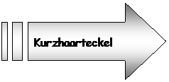 Gestreifter Pfeil nach rechts: Kurzhaarteckel
